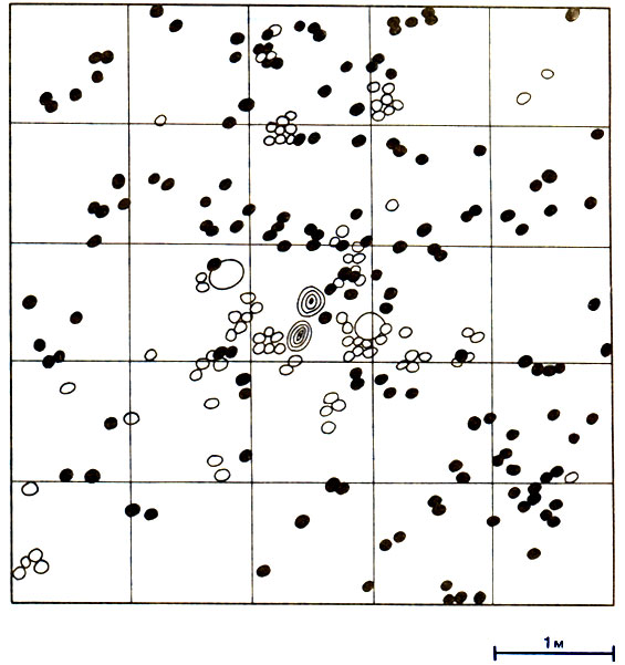 . 16.5.        - Ancistrotermes cavithorax ( )  Microtermes toumediensis ( ).       ( ).        A. cavithorax, ,     (  ). (Josens, 1972.)
