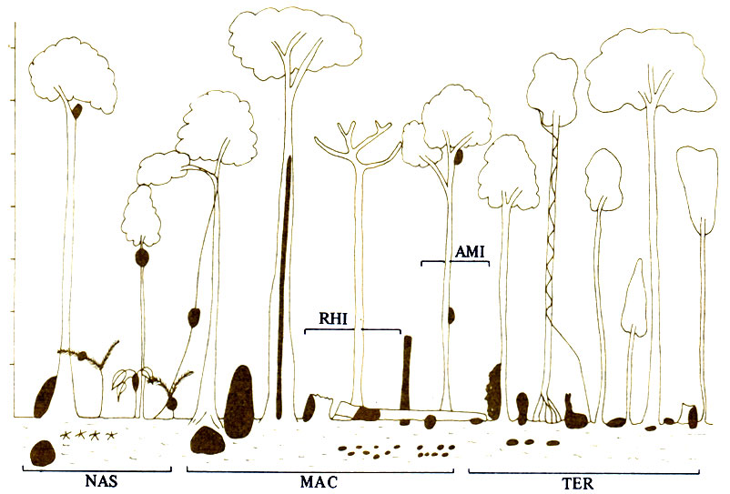 . 16.7.        -    . RHI - Rhinotermitidae,  ; AMI - Amitermitidae,  ; TER-Termitinae,  ; MAC - Macrotermitinae,  ; NAS - Nasutitermitinae,  . (Abe, Matsumoto, 1979.)