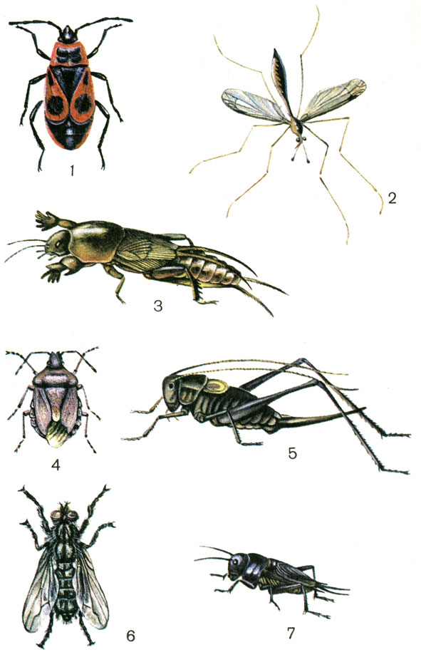  II.  . 1.	 - (Pyrrhocoris apterus). 2. - (Tipula crocata). 3.  (Gryllotalpa gryllotalpa). 4.	   (Dolycoris baccarum). 5.  (Barbitistes constrictus). 6.    (Sarcophaga carnaria). 7.   (Gryllus campestris)