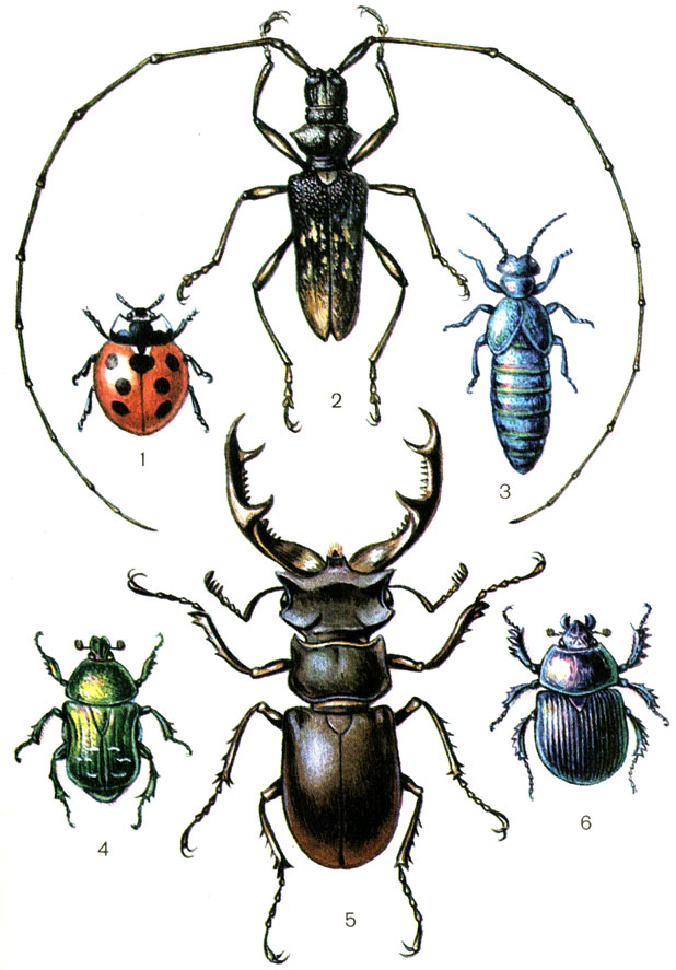  III.  . 1.    (Coccinella septempunctata). 2.     (Monochamus sutor). 3.	  (l proscarabaeus), . 4.   (Cetonia aurata). 5.	 - (Lucanus cervus), . 6.   (Geotrupes stercorarius)