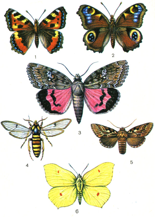  IV.  . 1.	 (Vanessa urticae). 2.    (Vanessa io). 3.	   (Catocala sponsa). 4.   (Sesia apiformis). 5.  (Agrotis sp.). 6.  (Gonepteryx rhamni)