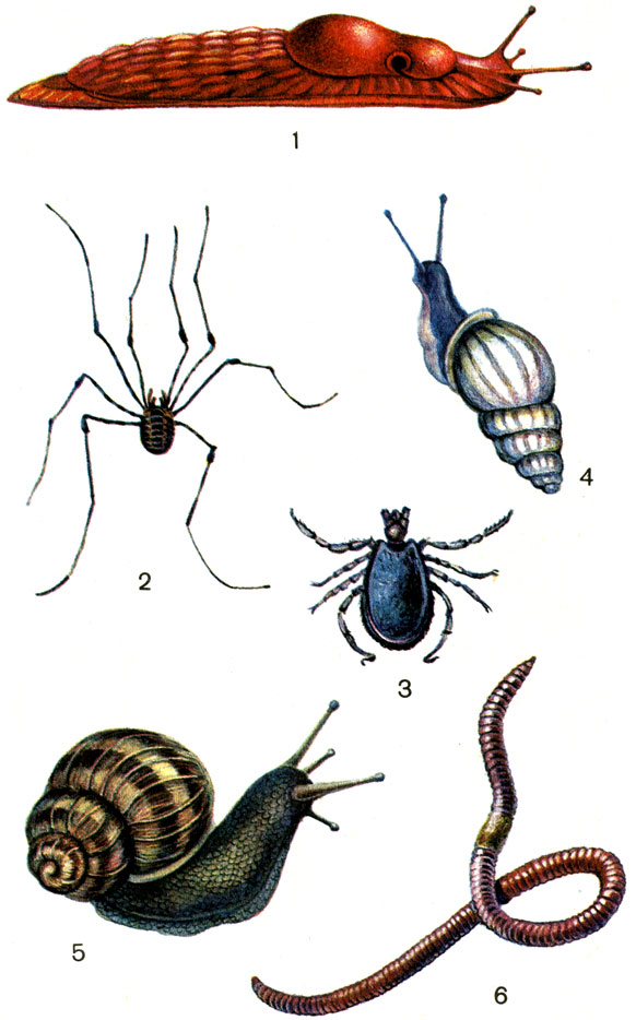  VI.  . 1.  (Arion sp.). 2.  (Opilio parietinus). 3.   (Ixodes ricinus). 4.  (Zebrina cylindrica). 5.   (Helix sp.). 6.   (Lumbricus sp.)