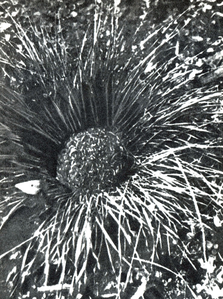 Купол наземного гнезда шмелей обычно скрыт в траве, окружающей сооружение