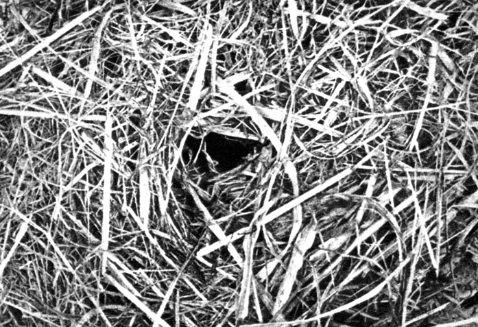 Вход в гнездо полевого шмеля