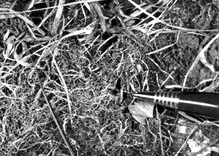 Вход в гнездо полевого шмеля. Карандашом указан ложный ход в гнездо малого земляного шмеля