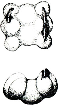 Пакет из восьми коконов - вид сверху и сбоку; хорошо заметно седлообразное углубление, образовавшееся под телом шмелихи-наседки. Темные валики по краям - основа ячей второго яруса
