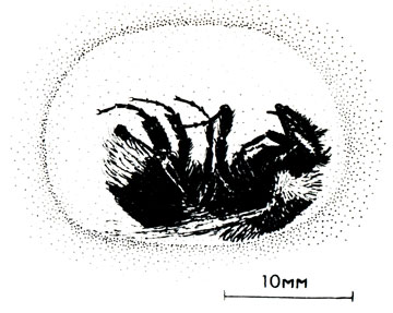 Шмелиха, спящая зимой в подземной норке (зарисовка доктора Д. Альфорда)