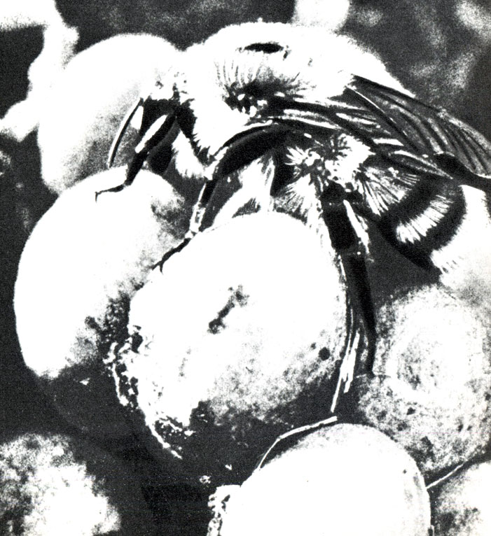 Шмелиха обогревает расплод летом в разросшемся гнезде