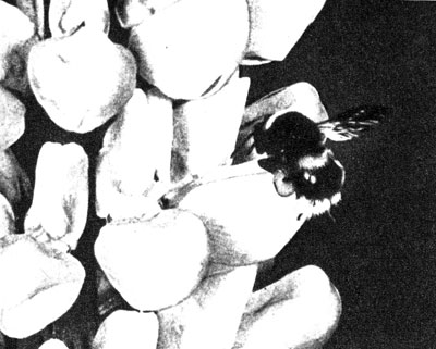 Усиками - это орган обоняния - опустившийся на цветок фуражир ищет ход к запасам нектара