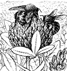 Шмели и медоносные пчелы могут работать на одном цветке бок о бок