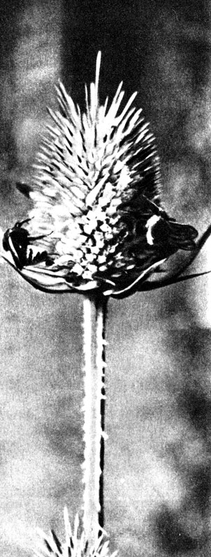 Исследователь цветков и насекомых-опылителей Х.-К. Шпренгель писал: 'Я ни разу не видел шмеля и пчелу, испытывающих неудобства при посещении цветков'