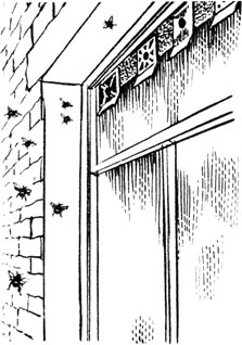 Комнатные улейки конструкции В. С. Гребенникова имеют каждый свой шмелепровод, тянущийся к прорези в раме окна