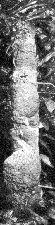 В лесных зарослях Берега Слоновой Кости часто встречаются двухметровые и выше колонны термитников Торакотермес - внешний вид колонны. В верхнюю и нижнюю части колонны введены приемники измерительных приборов, записывающих температуру и влажность воздуха внутри колонны