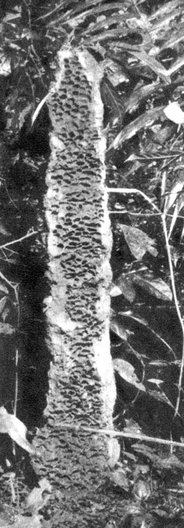 В лесных зарослях Берега Слоновой Кости часто встречаются двухметровые и выше колонны термитников Торакотермес - в разрезе