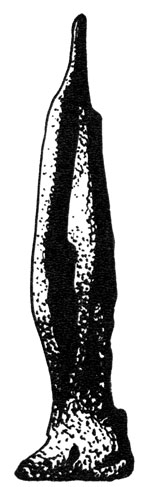 Пагодовидный термитник Эутермес пириформис