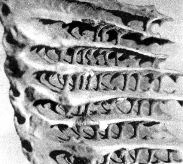 Обломок гнезда Апикотермес ангустатус. Снимок внутренней стороны. Видны ряды колонн, несущих на себе 'этажи' сооружения