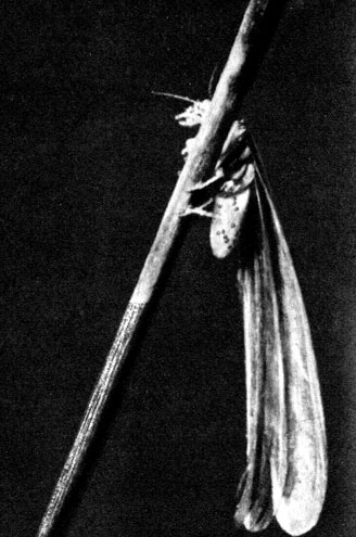 Прежде чем отправиться в полет, крылатые термиты поднимаются повыше на стебли травинок, а после полета сбрасывают одно за другим все четыре крыла