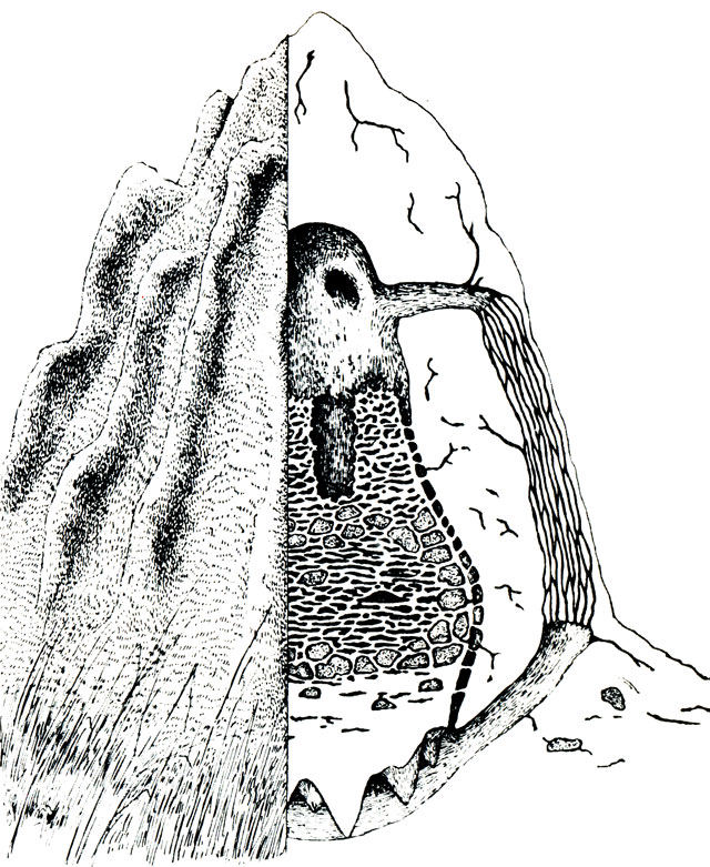 Мы уже видели огромный термитник из африканской саванны. На рисунке показана в разрезе правая часть гнезда. Обратите внимание на опоры всего сооружения