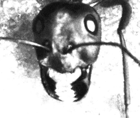 Хищные обитатели пустыни муравьи-бегунки - один из главных врагов закаспийского Анакантотермес