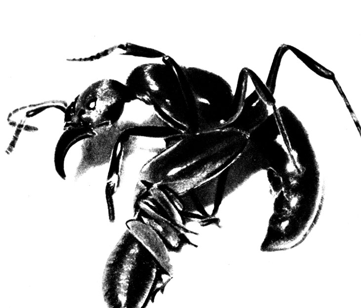 Недаром называют воинственными африканских Белликозитермес - их солдат одним ударом челюстей перекусывает даже такого муравья, как Пальтотиреус из рода муравьиных 'бульдогов' - Понерин