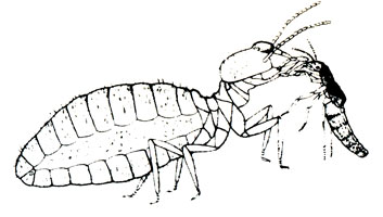 На рисунке показано, как Термитуза выпрашивает корм у термита