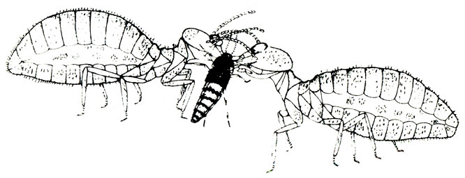 На рисунке Термитуза, пристроившись между двумя обменивающимися кормом термитами, перехватывает свою долю