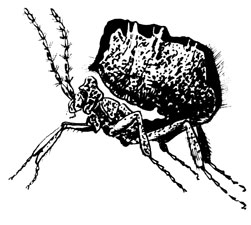 Бескрылая муха Термитоксения