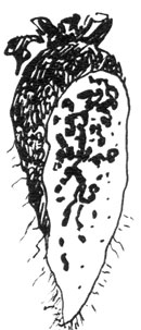 Разрез ствола Дугласовой ели, изъеденной австралийским термитом Мастотермес дарвиниензис