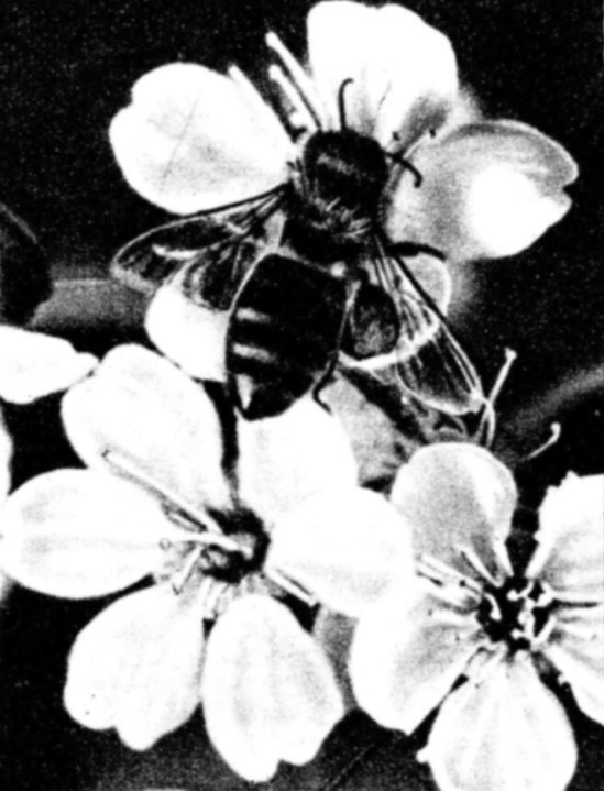 Пчела сразу опускается на сердцевину цветка, пробирается к нектарникам