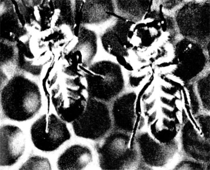 Восковые железы расположены на нижней стороне брюшка, которая хорошо видна у этих пчел, сфотографированных ползущими по стеклу