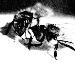 Пчела-чистильщица иной раз даже на бок ложится, чтобы добраться челюстями до какого-нибудь труднодоступного местечка на теле другой пчелы. Хоботок очищается с особой тщательностью