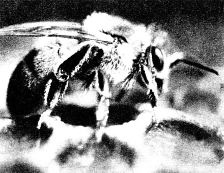 На пчеле, только что вышедшей из ячейки, пииюк, покрывающий ее тело, виден особенно хорошо