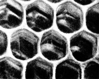 Восковая основа сотов мертва, но только на сотах может жить семья медоносных пчел