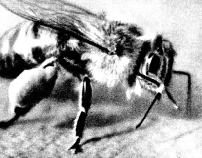 Комочки пыльцы на задних ножках пчелы - обножка - могут быть довольно крупными