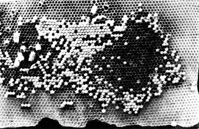 Пчёл с этой рамки стряхнули, чтобы сфотографировать соты, на которых видны мисочки и маточники
