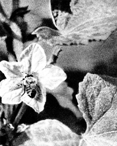 Раньше огурцы, выращивавшиеся в теплицах, опыляли вручную. Теперь опыление цветков возложено на пчел