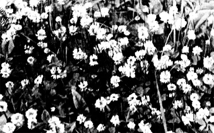 Прекрасным медоносом везде оказывается белый клевер. На одном квадратном метре луга могут быть десятки растений, сотни головок, тысячи цветков...