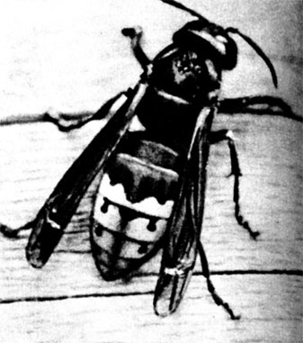 Шершень - один из злейших врагов пчелы