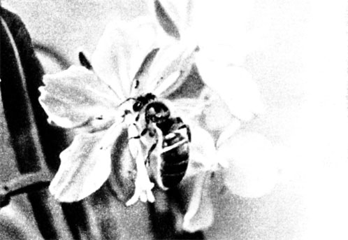 Нектар из этого цветка кипрея выбран досуха Пчела летит к следующему цветку...