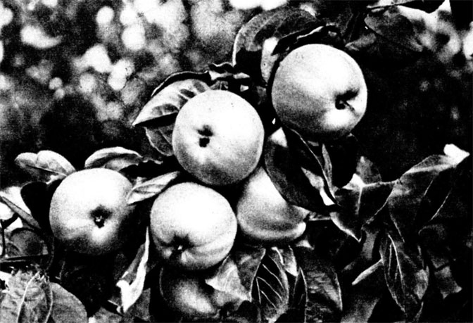Под тяжестью плодов пригнулись к земле ветки яблони