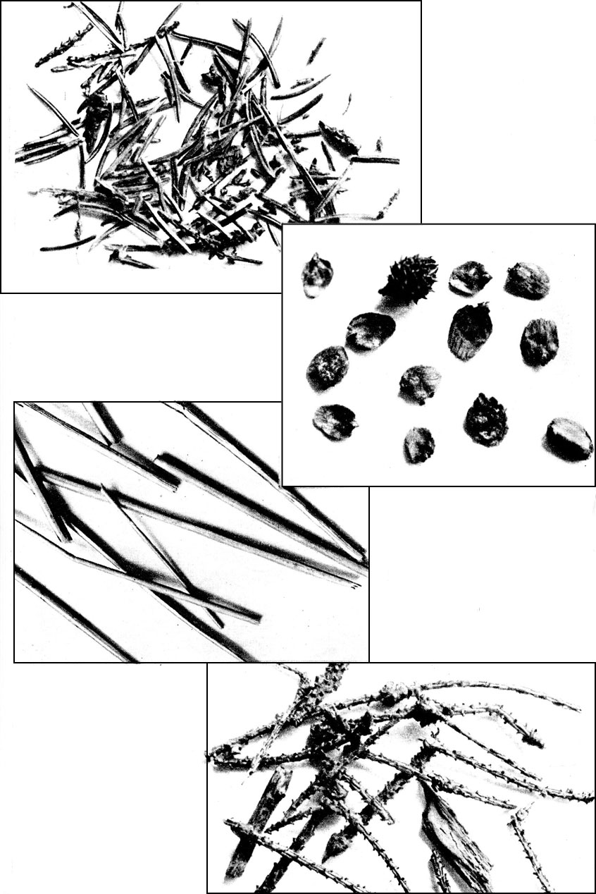 Если рассортировать материал, из которого сложен купол муравейника, то в нем обнаружатся обломки соломинок, веточек, хвоинок, семена, а также мусор, происхождение которого определить невозможно