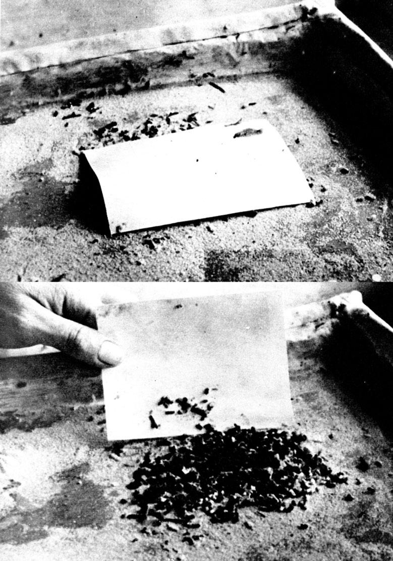 Под бумажкой, положенной в углу арены, семья муравьев, живущая в гнезде, устроила 'мусорную яму'