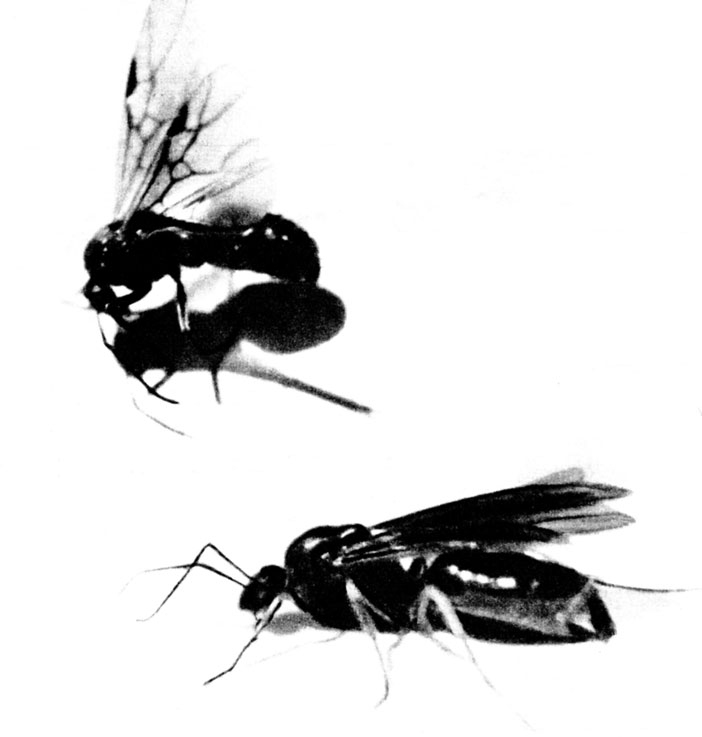 Крылатые муравьи Формика
