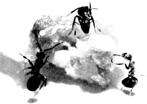 Хищные муравьи очень падки на мясную пищу