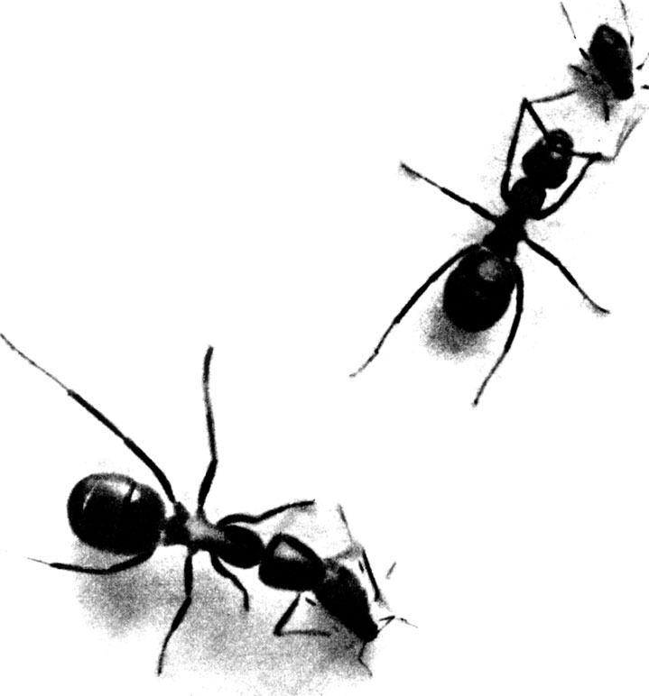 Не одну попытку приходится сделать, пика удастся сфотографировать 'доение' тли муравьем