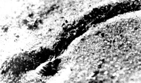 След личинки муравьиного льва на песке