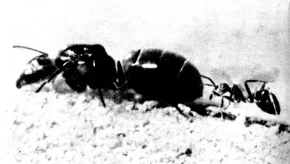 Самка может быть в два-три раза крупнее рабочего муравья