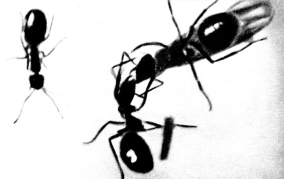 Рабочий муравей кормит молодую крылатую самку