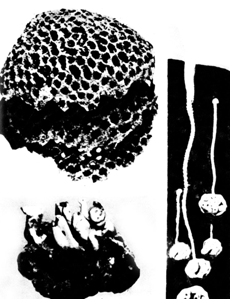 Это грибной сад термитника. Внизу слева - молодые грибы, выросшие в подземном грибном саду. Справа - гриб, прорастающий сквозь купол термитника и выносящий на свет шляпку