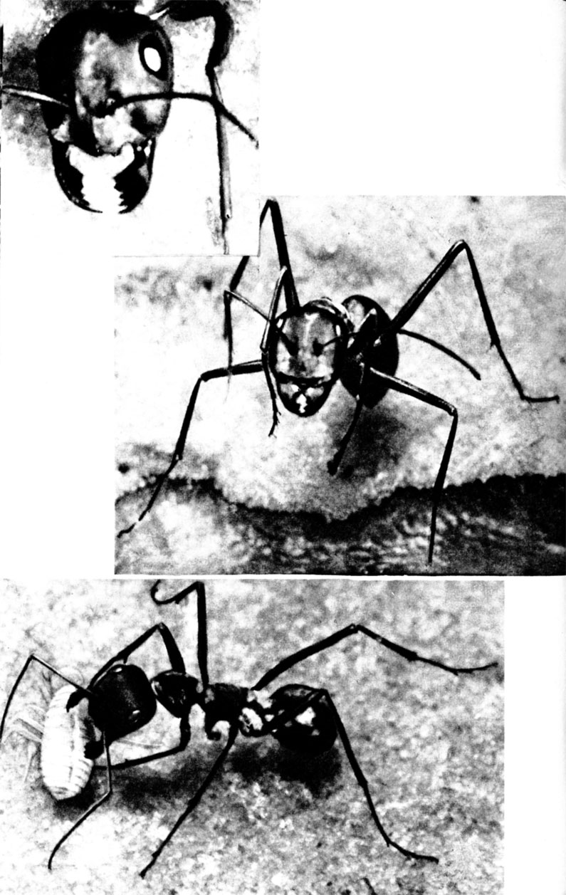 Хищный муравей-бегунок оснащен мощными жвалами, которые составляют главное его оружие в схватках с Анакантотермес (1)